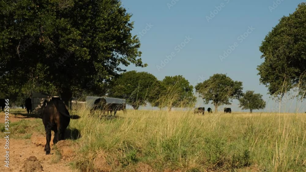 Black angus cattle on Texas ranch grazing through summer field as herd of cows. Black angus cattle on Texas ranch grazing through summer field as herd of cows.