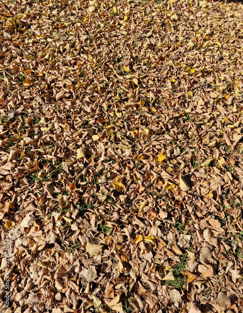 Autumn has arrived, gold-colored leaves lie on the lawn, on a sunny day, near Julianowski Pak in Lodz. Autumn has arrived, gold-colored leaves lie on the lawn, on a sunny day, near Julianowski Pak in Lodz.