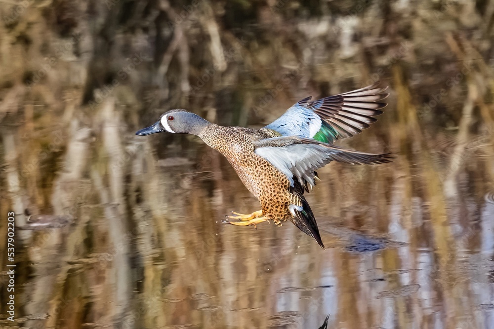 A beautiful fast flying Blue Winged Teal has flown in from the far end of a Wetland pond and is ready to land with outstretched wings. Viewed Close up. A beautiful fast flying Blue Winged Teal has flown in from the far end of a Wetland pond and is ready to land with outstretched wings. Viewed Close up.