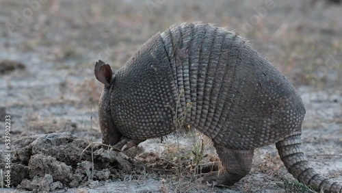 Nine-banded armadillo closeup digging outdoors in dry field, Texas wildlife animal closeup.