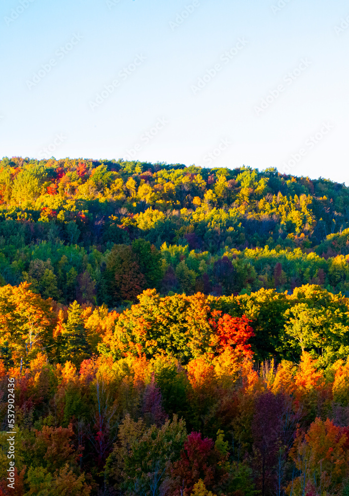 Beautiful and colorful autumn leaves on tree background in Canada