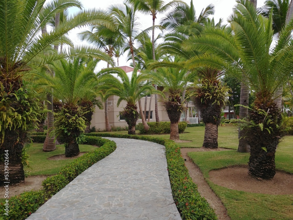 Palms alley in the park. Dominican republic