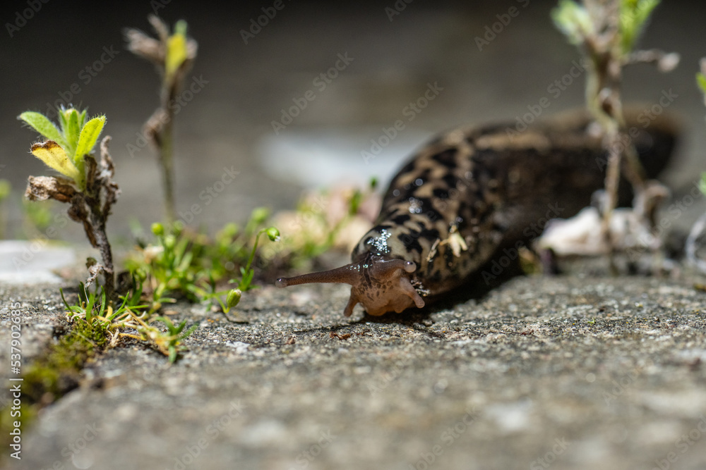 Leopard slug Mimax Maximus on a stone plate. Leopard slug Mimax Maximus on a stone plate.
