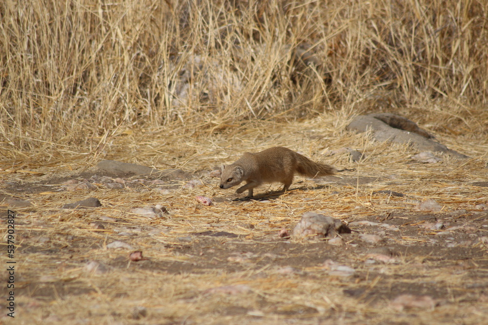 Fototapeta premium prairie dog in the grass
