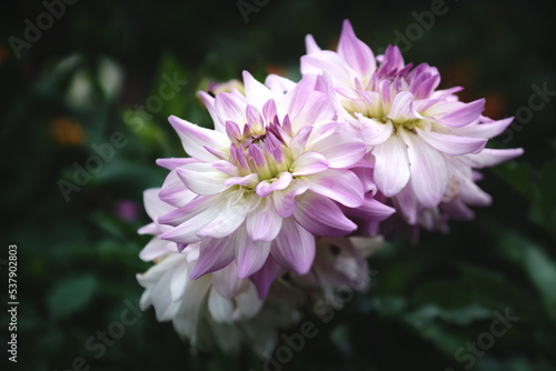 Beautiful chrysanthemum in the city garden  abstract natural backgrounds