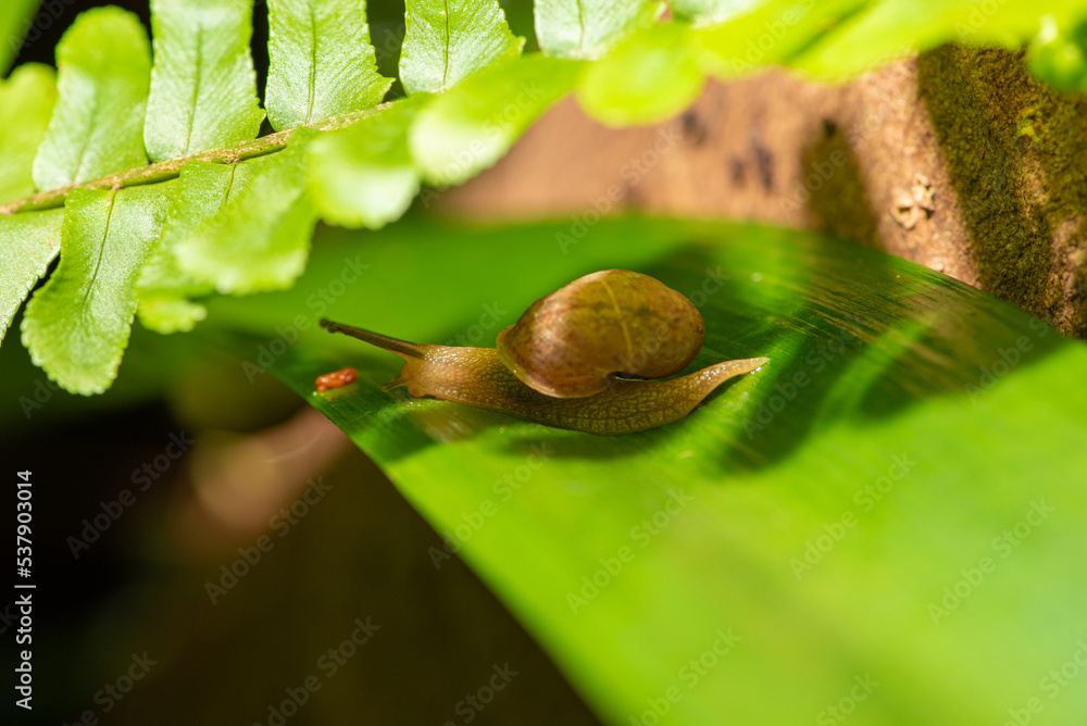 Snail, beautiful snail details on green leaves seen through a macro lens, selective focus. Snail, beautiful snail details on green leaves seen through a macro lens, selective focus.