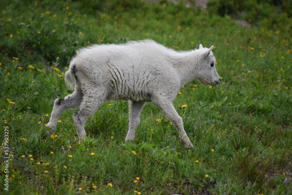 Obraz premium Nature