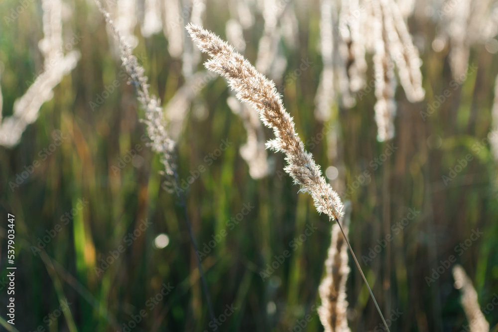 Calamagrostis arundinacea at sunset field. Bushgrass grass inflorescence. Copy space of the setting sun rays on horizon in rural meadow. Selective focus Calamagrostis arundinacea at sunset field. Bushgrass grass inflorescence. Copy space of the setting sun rays on horizon in rural meadow. Selective focus