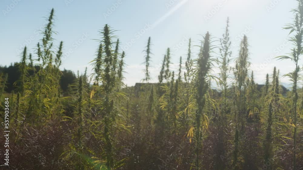 Tall stalks of industrial hemp, with green leaves and flowers, growing on a farm, handheld shot. Tall stalks of industrial hemp, with green leaves and flowers, growing on a farm, handheld shot.