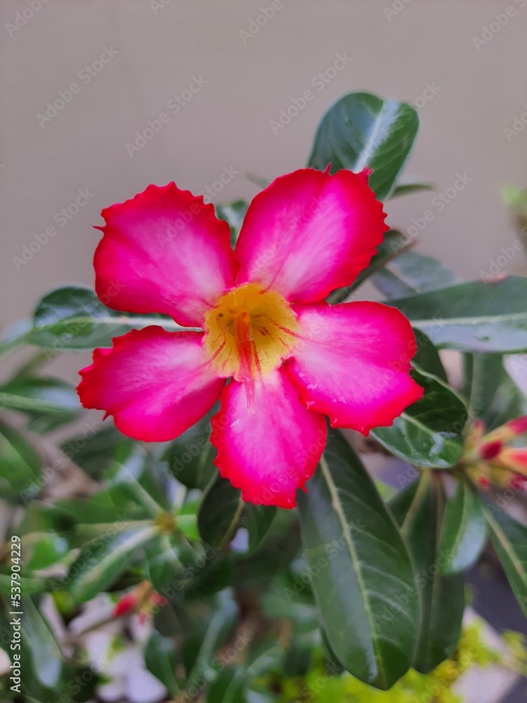 Fototapeta premium Adenium or desert rose is a genus of flowering plant in the Apocynum family, Apocynaceae, first described as a genus in 1819. It is native to Africa and the Arabian Peninsula.