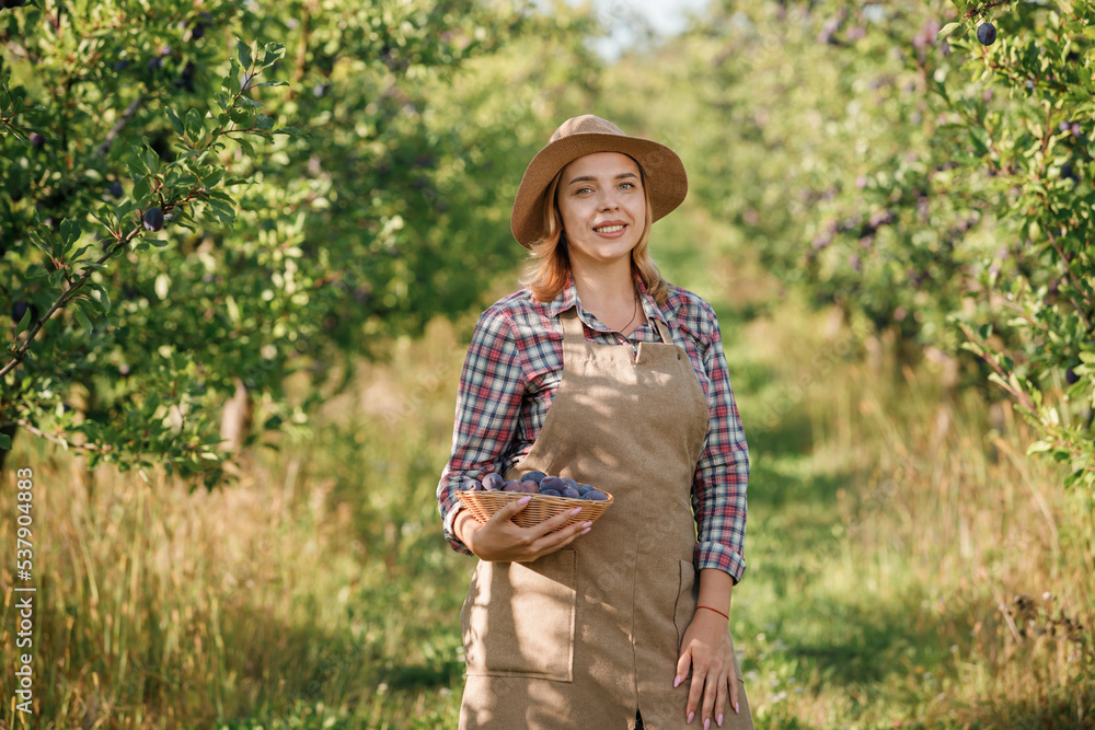 Smiling female farmer worker crop picking fresh ripe plums in orchard garden during autumn harvest. Harvesting time