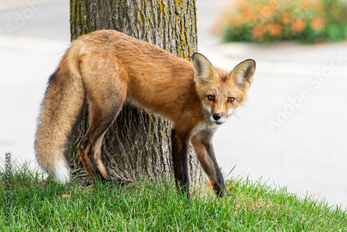 Cute red fox cub on a street in an alert pose nearby a tree. © George