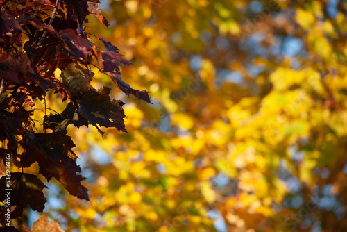 Beautiful maple leaves in autumn sunny day in foreground and blurry background. No people, close up, copy space, macro shot. Background