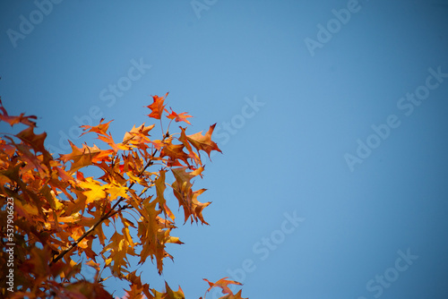 Beautiful maple leaves in autumn sunny day in foreground and blurry background. No people, close up, copy space, macro shot. Background