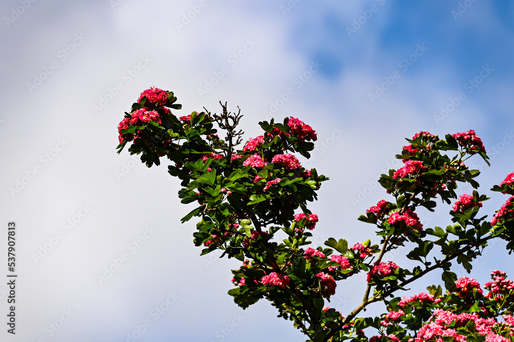 Crataegus laevigata 'Rosea Flore Pleno' Tree.A beautiful Hawthorn Tree Crimson Cloud Crataegus laevigata in full bloom in early spring with a mass of pink and white flowers. Selective blurred focus