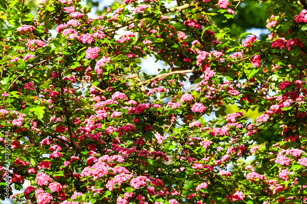 Crataegus laevigata 'Rosea Flore Pleno' Tree.A beautiful Hawthorn Tree Crimson Cloud Crataegus laevigata in full bloom in early spring with a mass of pink and white flowers. Selective blurred focus