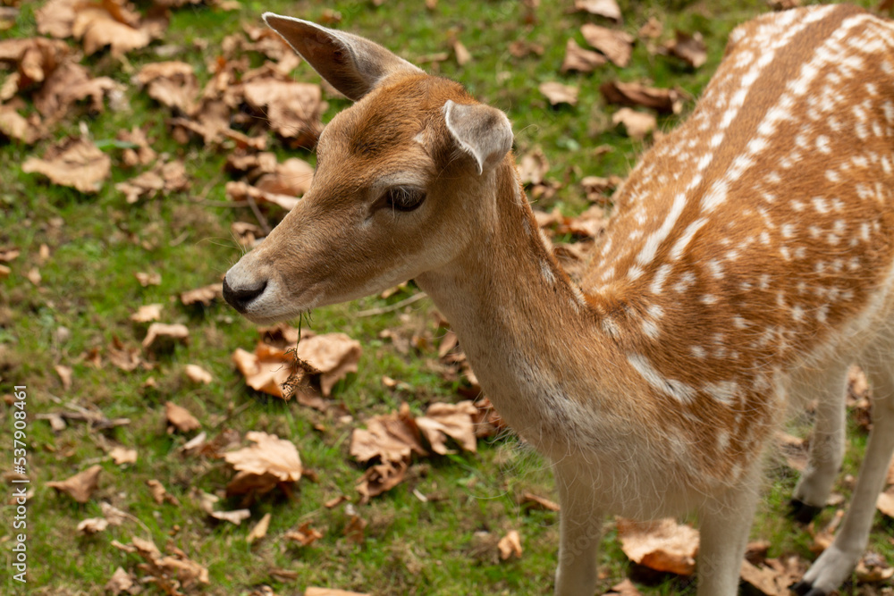 young deer, roe deer, in the autumn forest young deer, roe deer, in the autumn forest