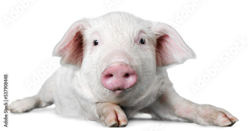 Pink Piglet Lying Down on Stomach