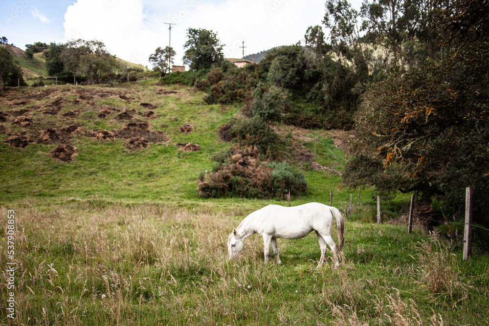 Caballo comiendo pasto en la pradera con árboles de fondo Caballo comiendo pasto en la pradera con árboles de fondo