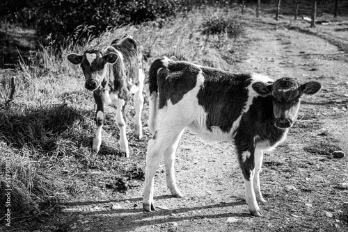 Dos vacas en la mitad de la vía en blanco y negro