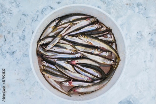 Bild auf Leinwand Top view of European smelt fish in a white bowl on a frozen land