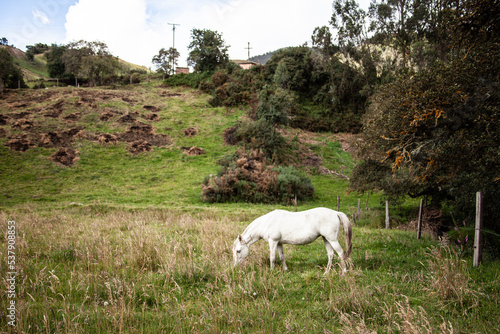 Caballo comiendo pasto en la pradera con árboles de fondo