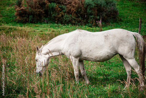 Caballo comiendo pasto en la pradera con árboles de fondo