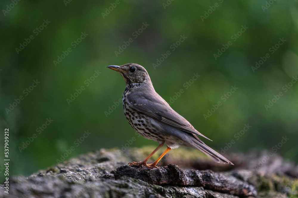 Song Thrush (Turdus philomelos) Song Thrush (Turdus philomelos)