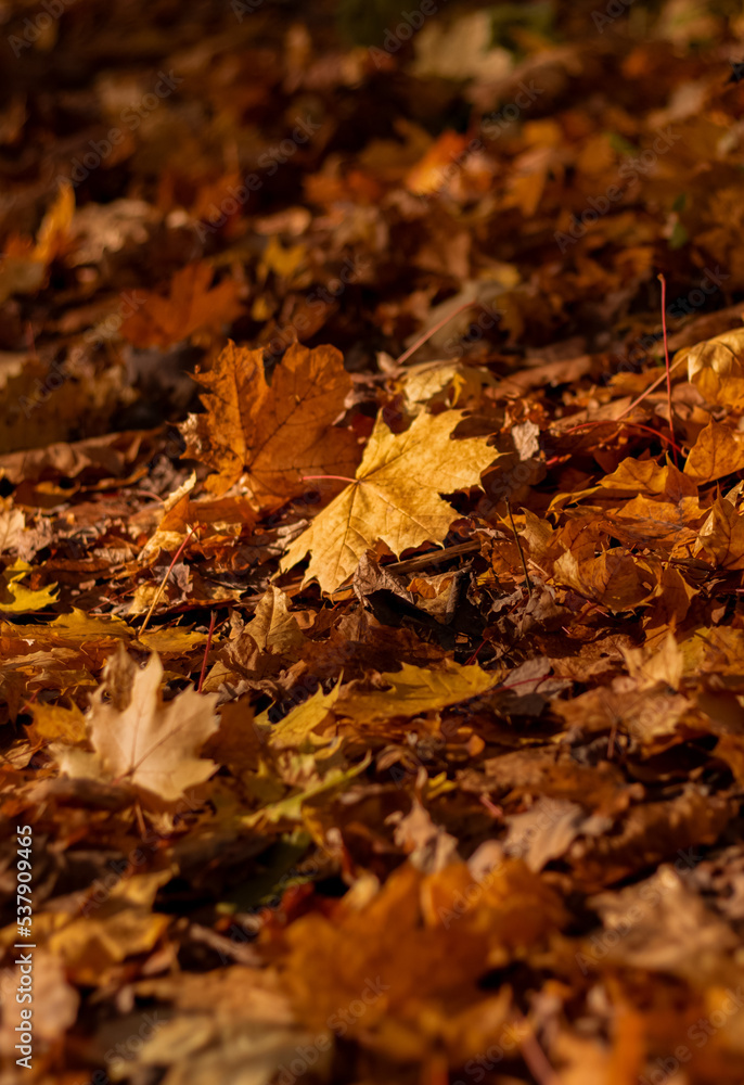 autumn maple leaves in forest autumn maple leaves in forest