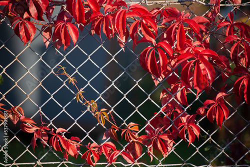 Close view of colorful creeper hedera on a metal fence. Background. 