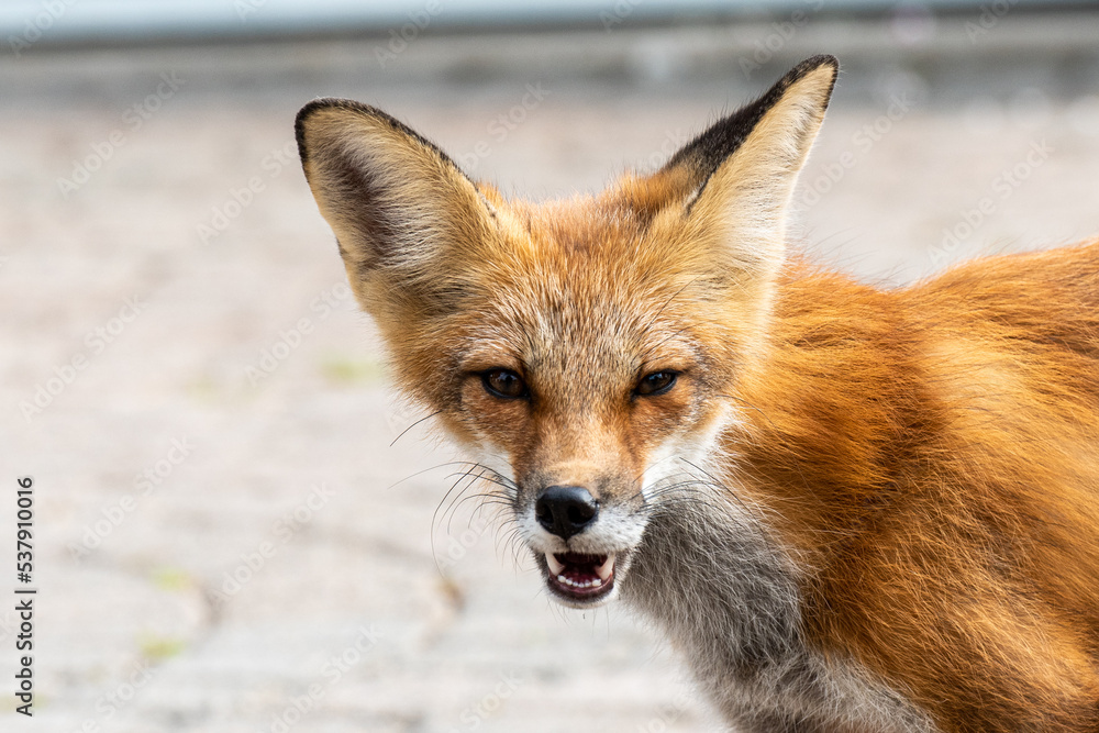 Cute red fox cub looking at a viewer with opened mouth Cute red fox cub looking at a viewer with opened mouth