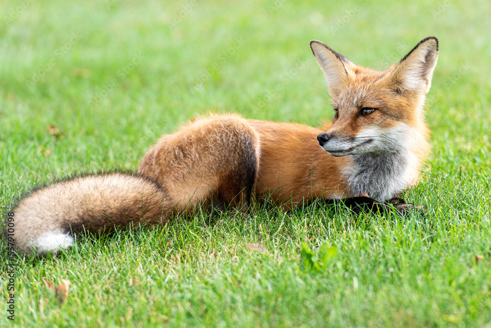 Cute red fox cub lies on green grass Cute red fox cub lies on green grass