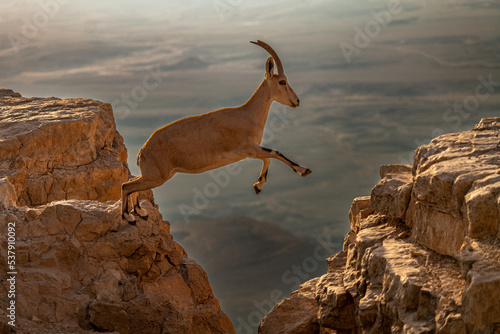 mountain goat on the rock