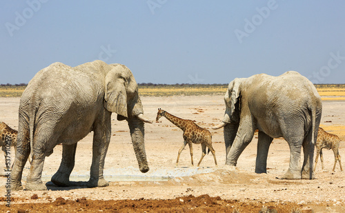 Giraffe framed by Two Large African Elephants on the vast empty dry Etosha Plains