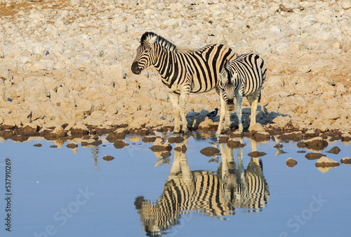 Canvas Print Beautiful close up view of Two Zebra at a wterhole with a good reflection and go