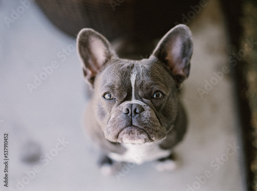 French Bulldog