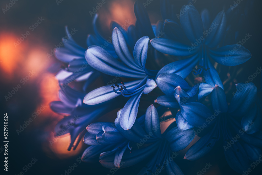 Fototapeta premium Small blue flowers with bokeh