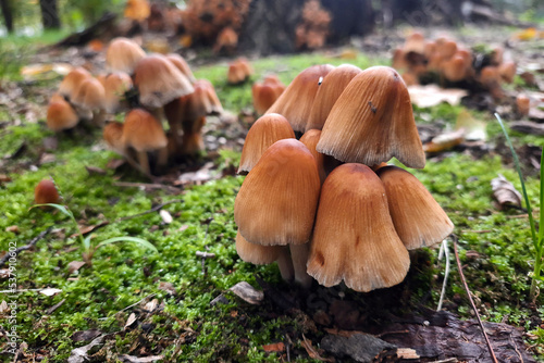 Coprinus genus of mushrooms of the Champignon family. Several brown mushrooms in a forest clearing. Close-up. Selective soft focus. Concept of autumn hobbies.