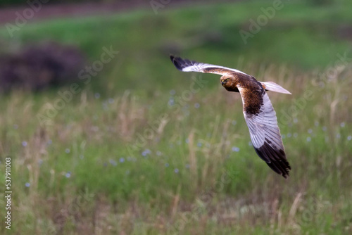 Marsh harrier or Circus aeruginosus in flight. Bird of prey