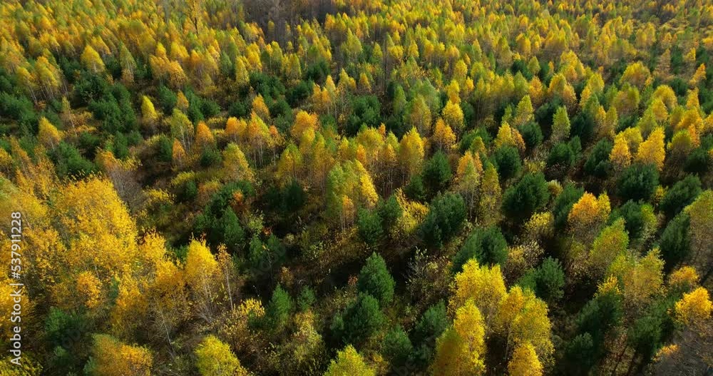 Autumn forest on a sunny day, aerial view. Forest of larch and spruce trees. Trees sway in the wind. Autumn forest from a height Autumn forest on a sunny day, aerial view. Forest of larch and spruce trees. Trees sway in the wind. Autumn forest from a height