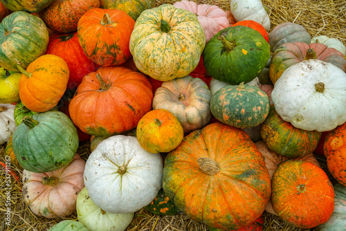 colorful pumpkins pile in autumn harvest season as food background