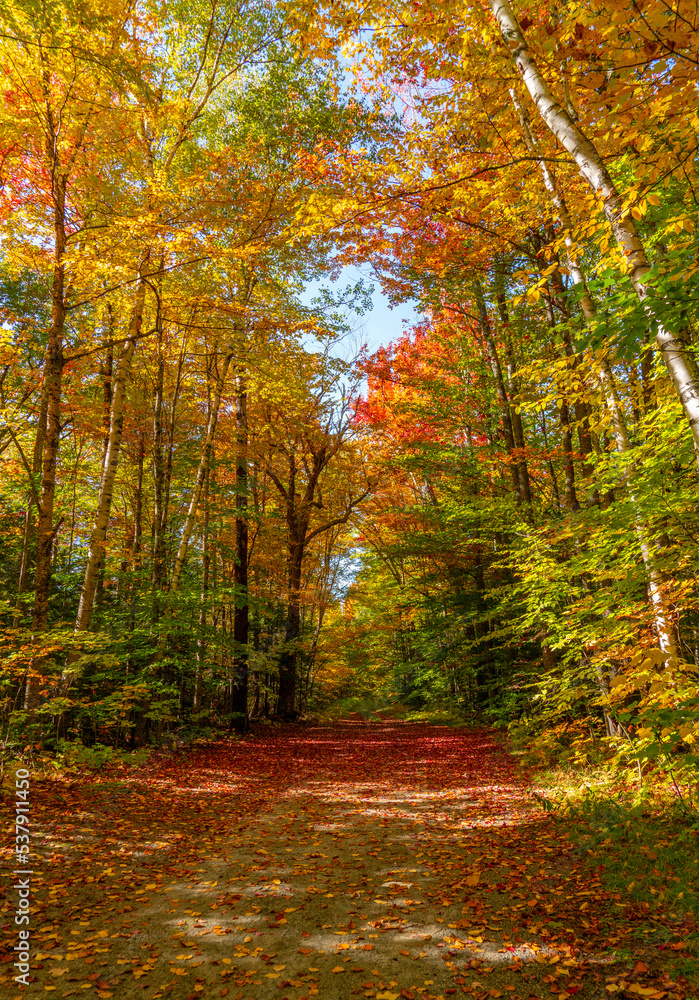 landscape of hiking trail in autumn forest with fallen leaves