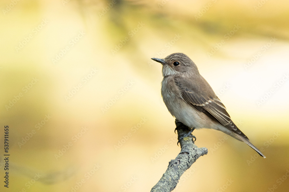 Close-up of a spotted flycatcher or Muscicapa striata perched on a branch Close-up of a spotted flycatcher or Muscicapa striata perched on a branch