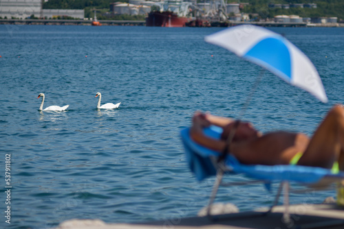 Candid street travel moment summer tourist sunbathing swans photo