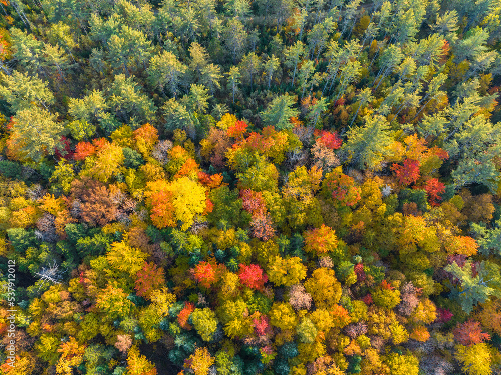 Obraz premium aerial view of colorful autumn forest as nature background