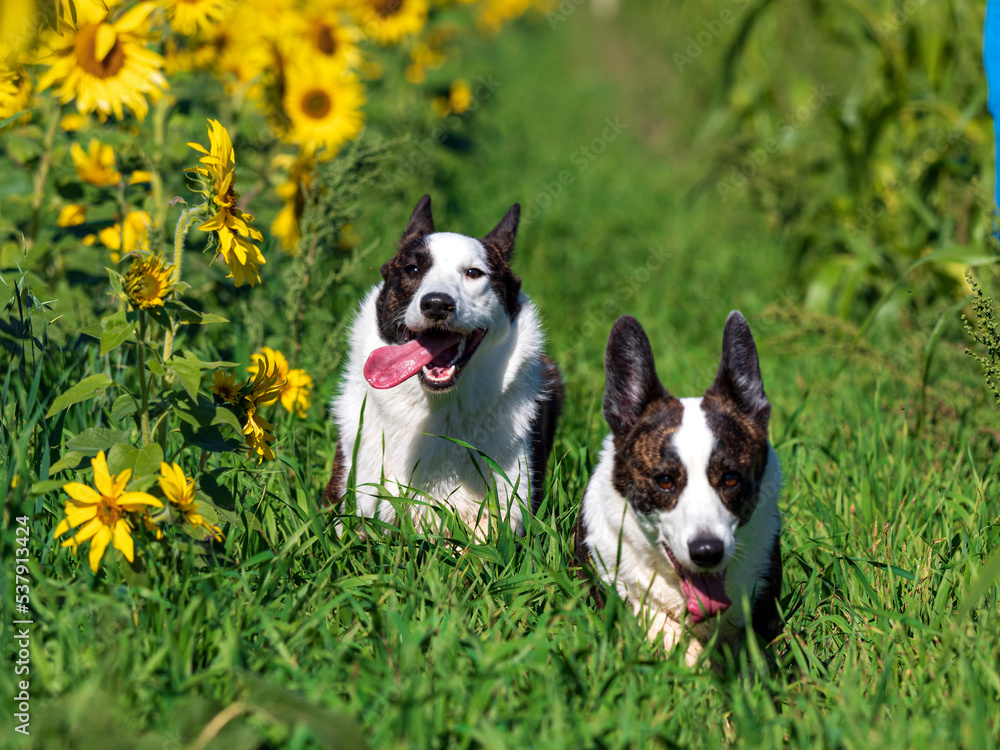 Corgi dog playing in a field of yellow sunflowers