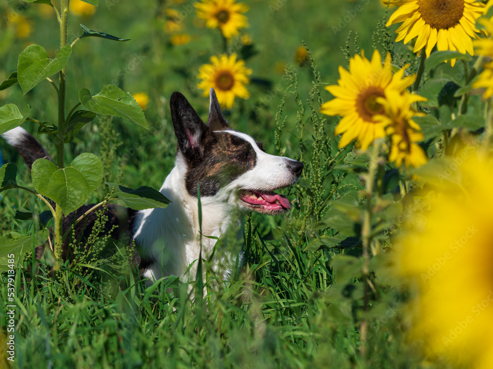 Corgi dog playing in a field of yellow sunflowers Corgi dog playing in a field of yellow sunflowers