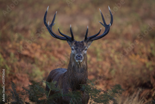 Canvastavla Red deer stag portrait