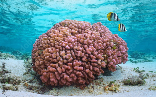 Pink coral underwater in the ocean, Pocillopora meandrina, commonly known as cauliflower coral, south Pacific, French Polynesia photo