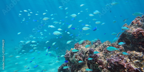 Shoal of blue fish underwater in the ocean (Damselfish Chromis viridis with Pomacentrus pavo), south Pacific, French Polynesia